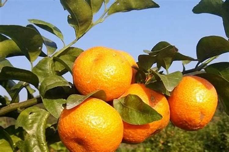 什么肥料对于植物黄叶有专治作用