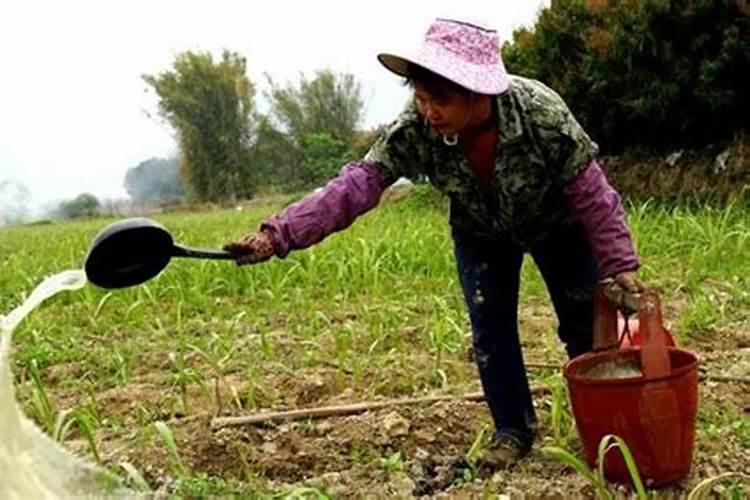 种植玉米用什么钾肥