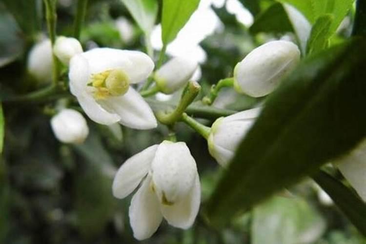 橘树开花时要上肥吗