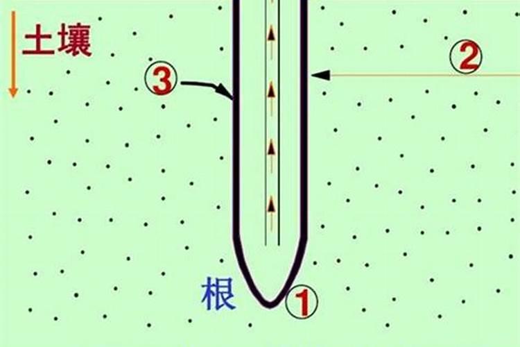 硝酸钾施肥后几天见效