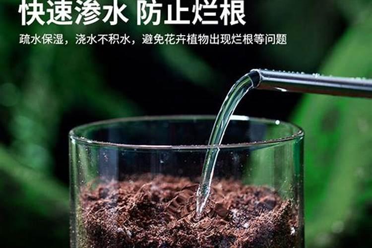 海星多少钱一斤