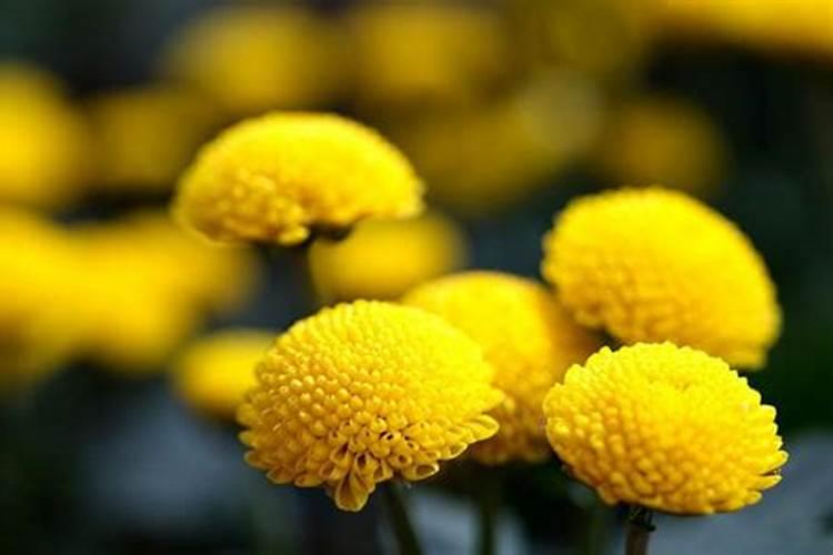 菊花怎么施肥 用什么肥料好