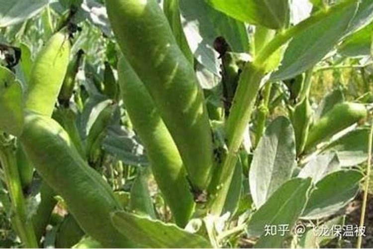 种胡豆的正确方法