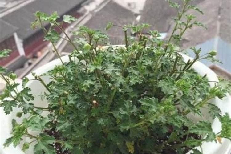 芝麻最需什么肥