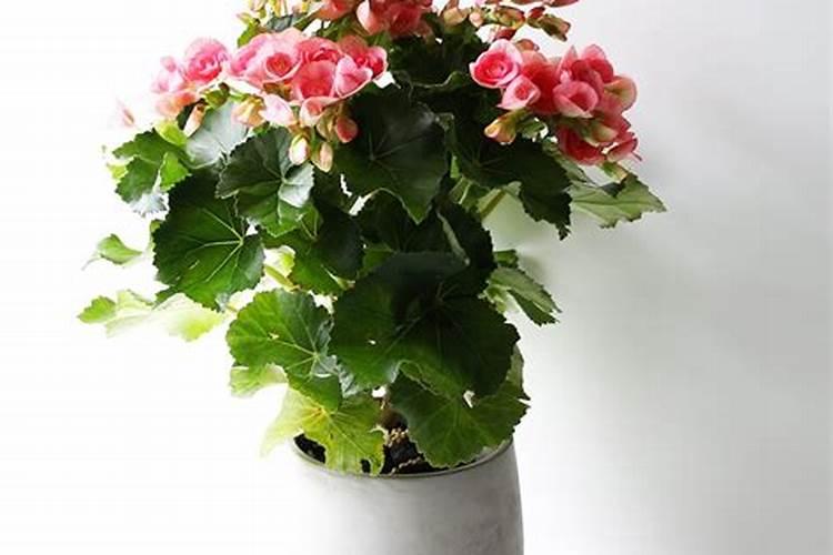 玫瑰海棠夏天如何养护花开不断