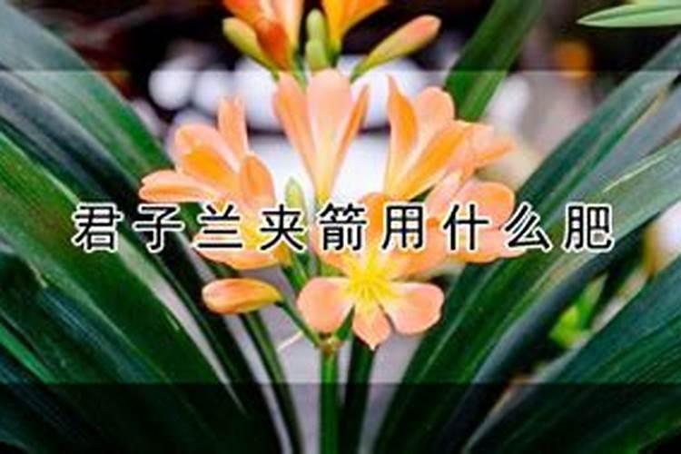 君子兰夹箭怎么办,急