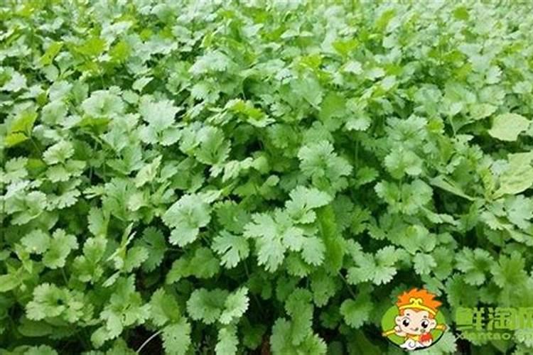 种香菜用什么肥料好