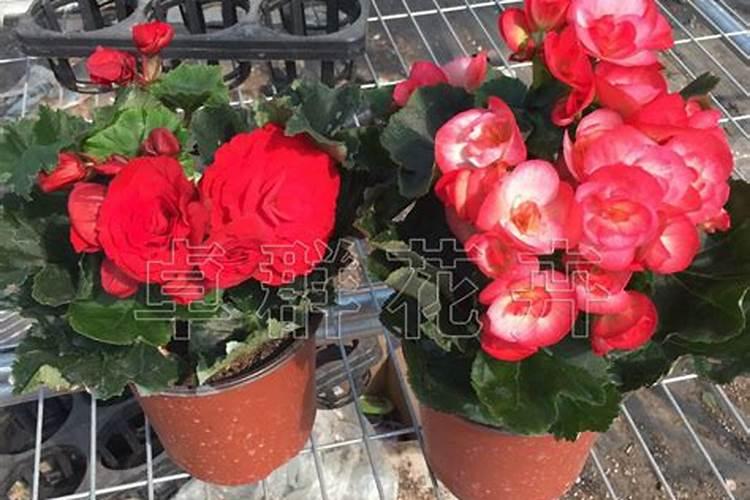 玫瑰海棠开花后怎么修剪