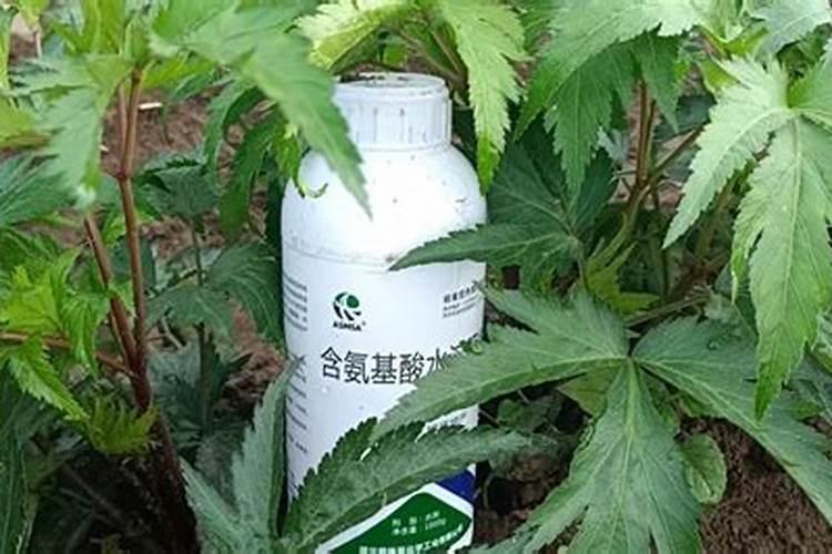 植物为什么要喷叶子