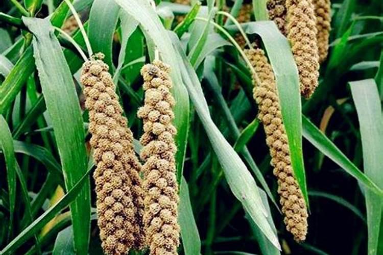芹菜什么时候种植 山东芹菜什么时候种最合适