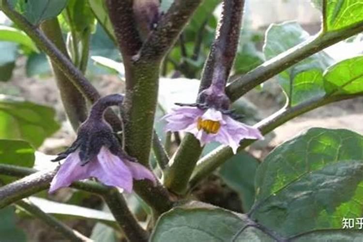 大豆种植会出现缺素、锰、锌等元素症状,大豆缺素症的识别方法有哪些...