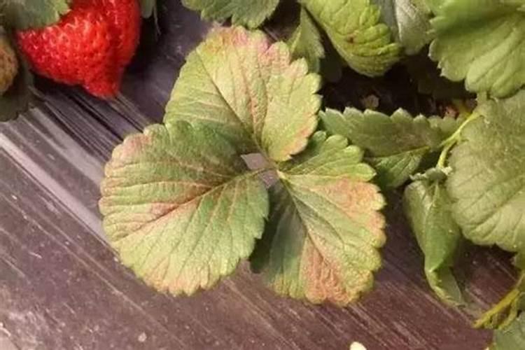 茶叶施磷肥选什么肥