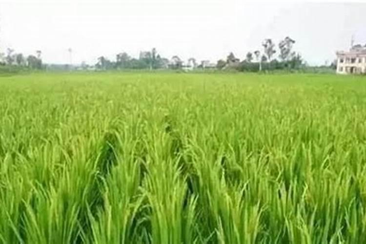 芸苔素内酯可以滴灌冲施吗一亩地冲是多少？