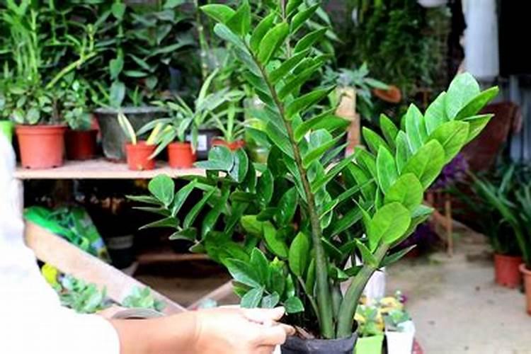 三角梅用什么肥料开花