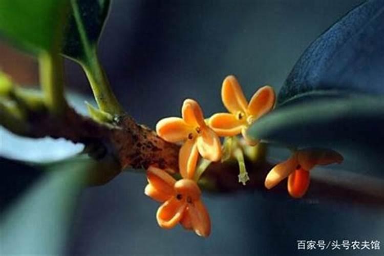 柑橘保花保果用什么药