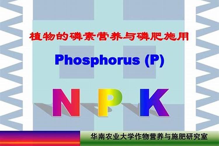 磷肥有生根的作用吗
