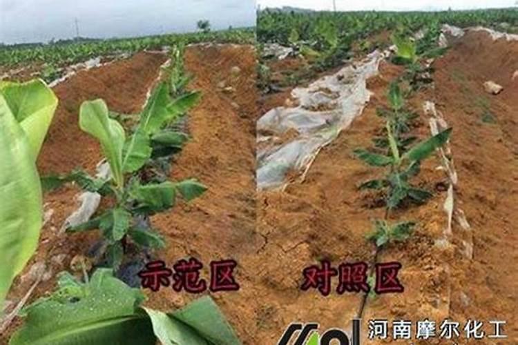 不小心吃了喷洒过玉米除草剂的甘蔗会死人吗