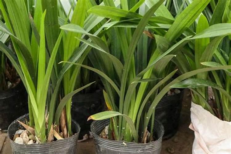 金鱼饲料鱼是否可以放在兰花的土里