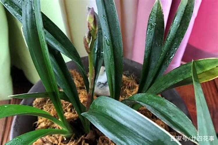 兰花出花苞后该如何浇水和施肥,怎么养护