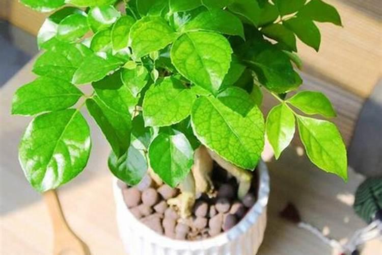 绿宝应该怎么养绿宝树的种植技术