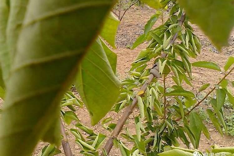 植物浓缩营养液怎么用