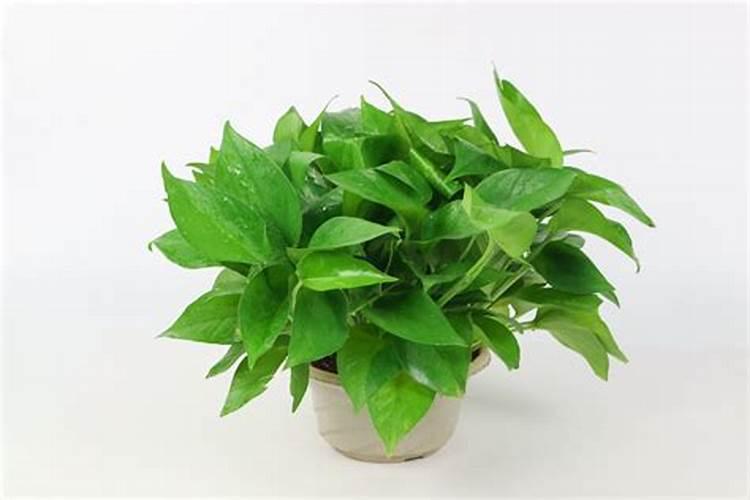 施用氮肥过多对植物有什么影响