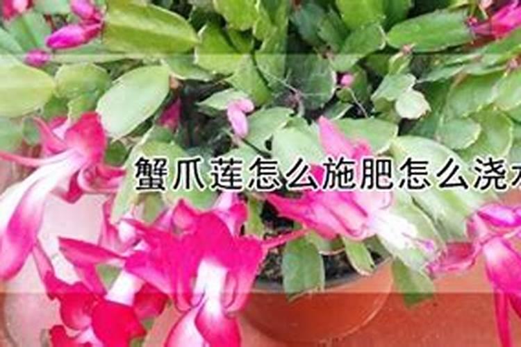 家养花不爱开花上什么花肥,促进蟹爪兰开花的肥料