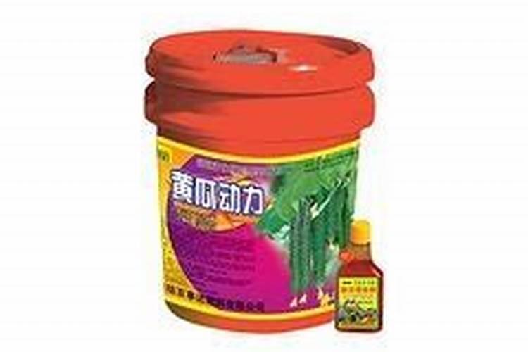 蒲公英多久浇一次水