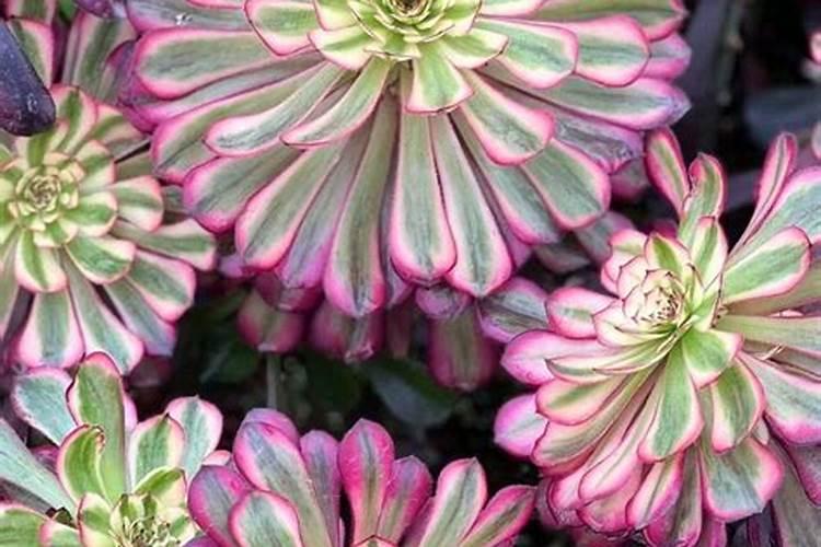 请问向绿萝叶子上喷雾状的水对植物生长有利吗？