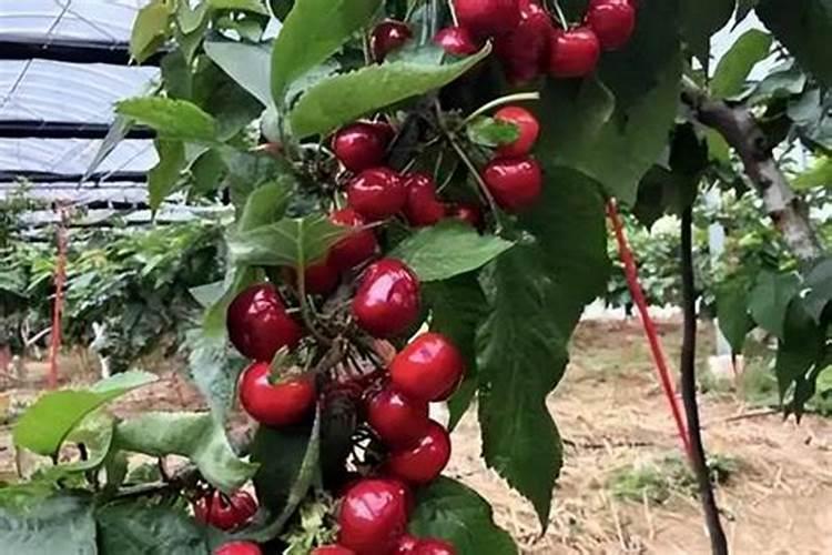 种植车厘子需要掌握什么样的技术与管理方法