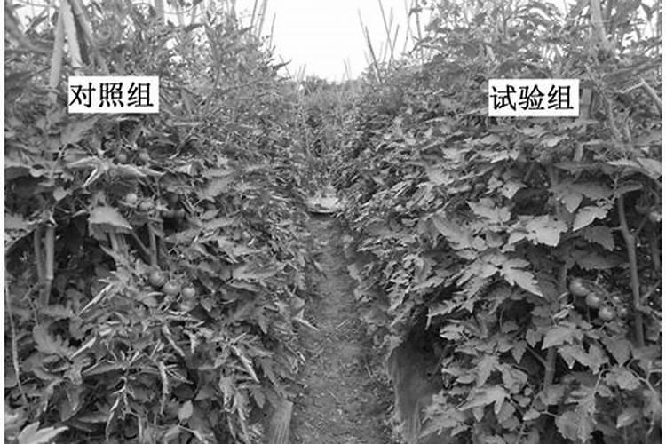 下雨撒复合肥几天能吸收？