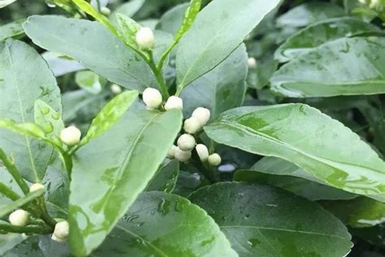 打什么能让柑橘果皮薄光滑？
