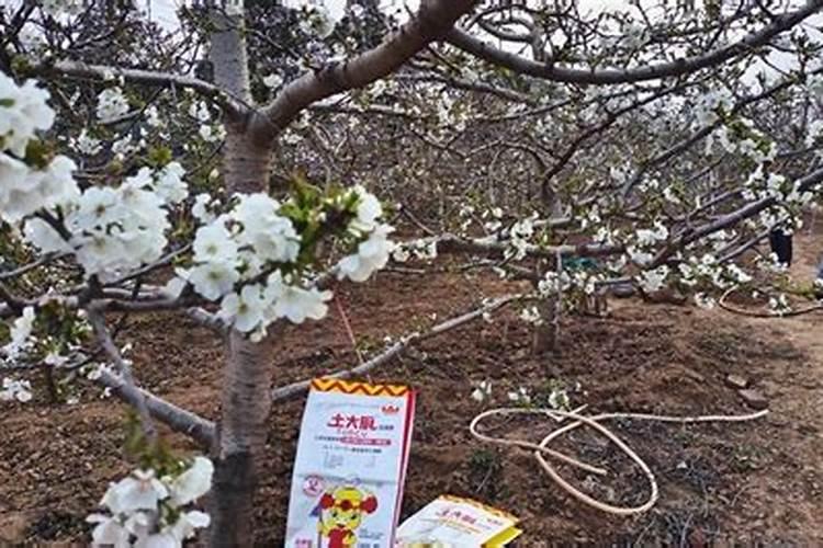 散尾葵浇什么肥料合适