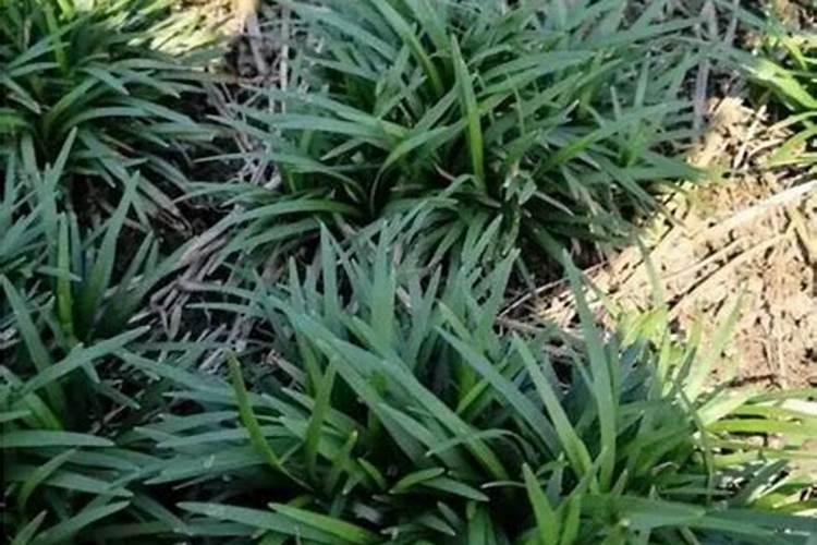 新手种花技巧