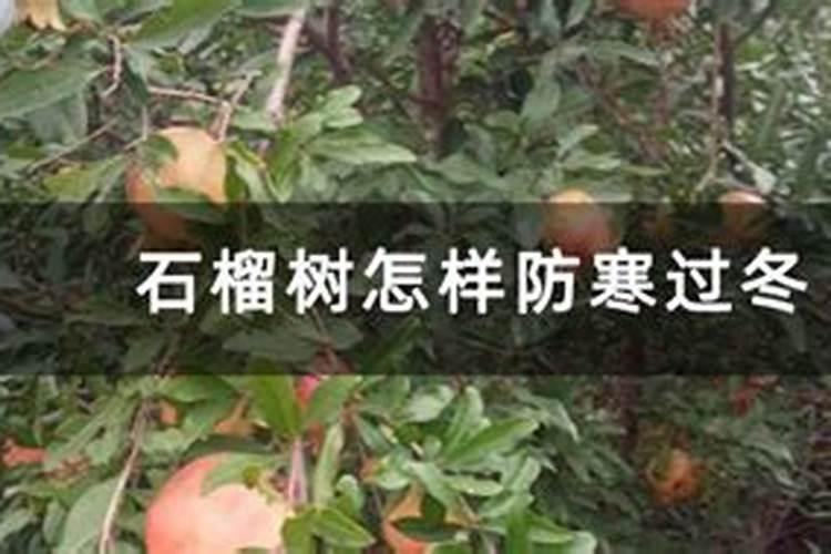 能让树根腐烂的最简单有效的办法