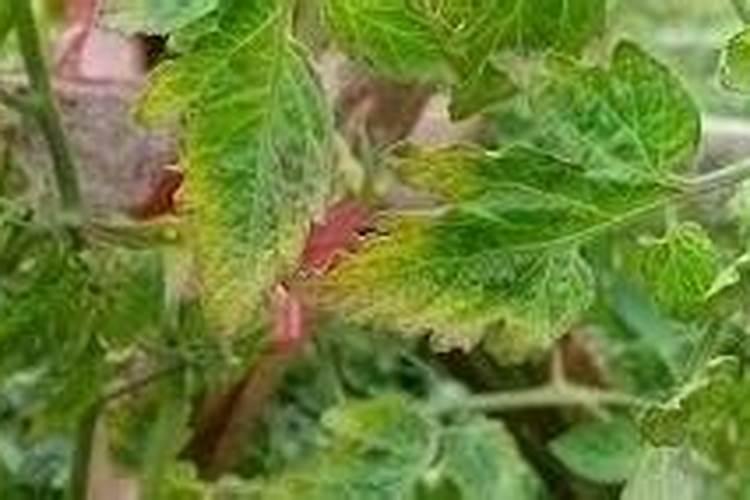 水溶性肥料作为一种新型肥料,水溶肥施肥原则和方法有哪些？