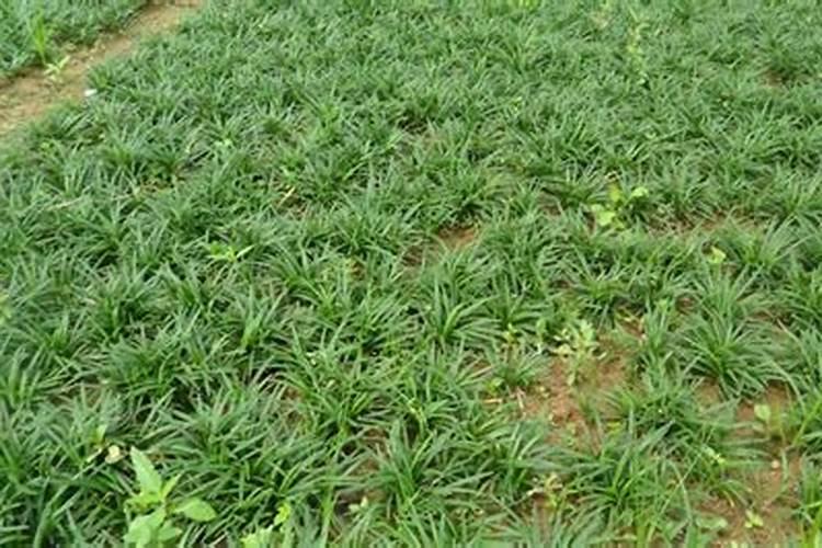 矮麦冬怎么种植方法