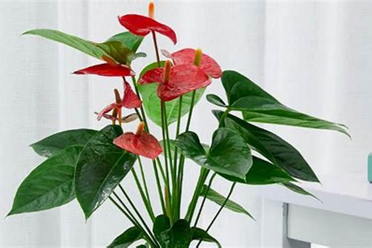 怎么让红掌开花,开花后怎么处理