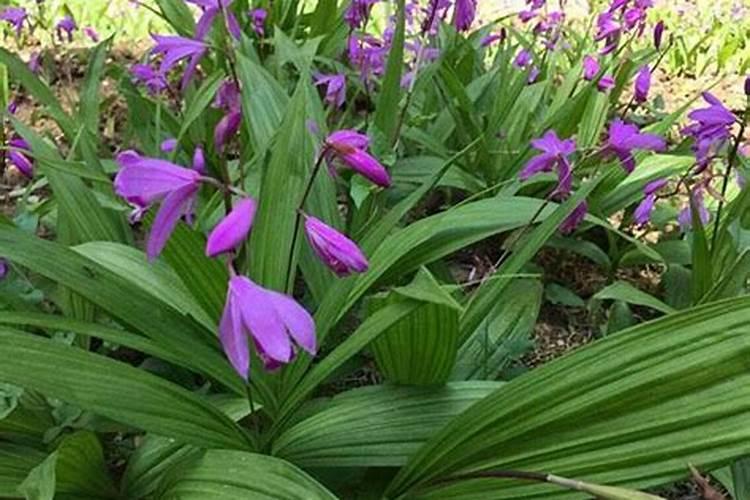 什么肥可促进花芽分化
