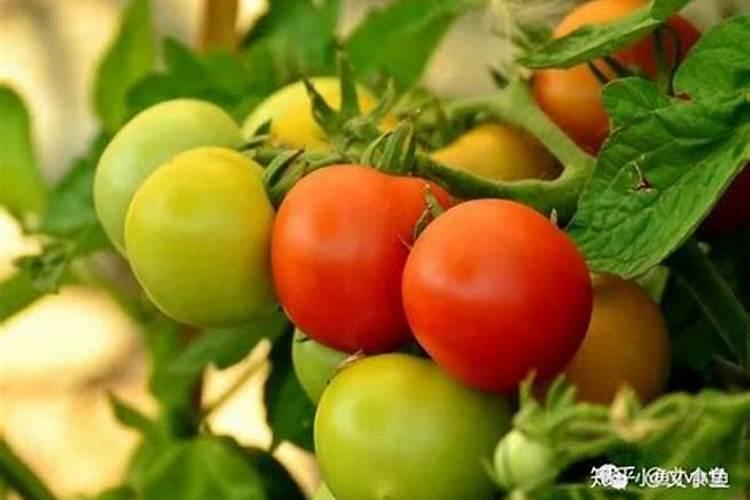 西红柿定植后几天打锌肥好？