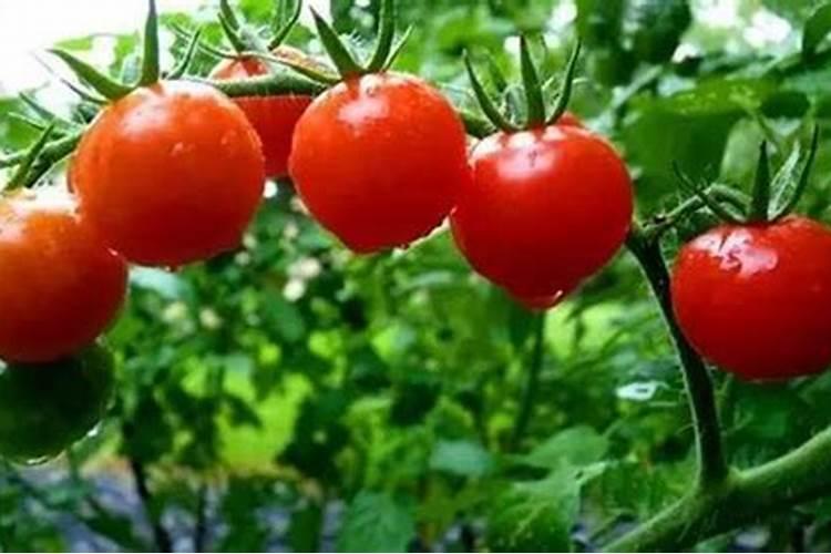 芸苔素内酯加磷酸二氢钾加胺鲜脂叶面喷施效果好？