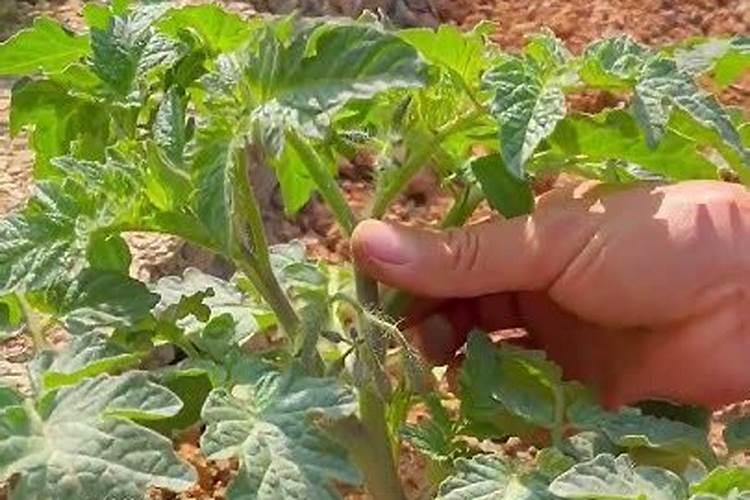 小番茄开第二穗花冲平衡肥可以吗？