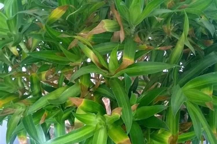 龙芽百合种植地酸碱度几点才是最恰合种植？