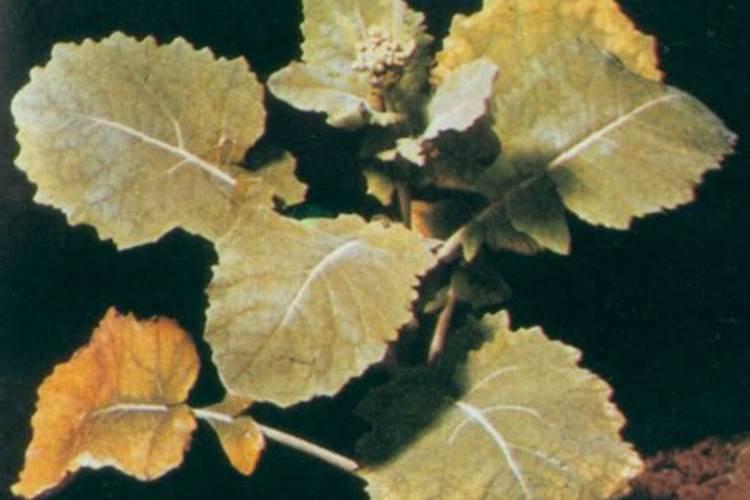 缺氮磷钾的植物个有什么症状啊