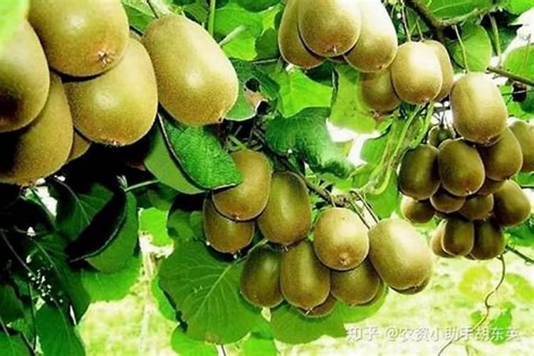 猕猴桃挂果后施什么肥料 猕猴桃如何施肥