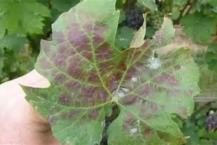 赤芍追肥用什么肥料