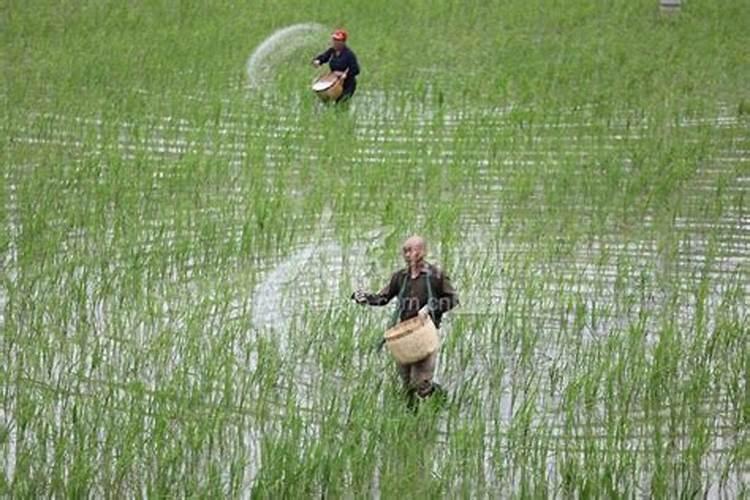 水稻追肥多久能看到效果呢