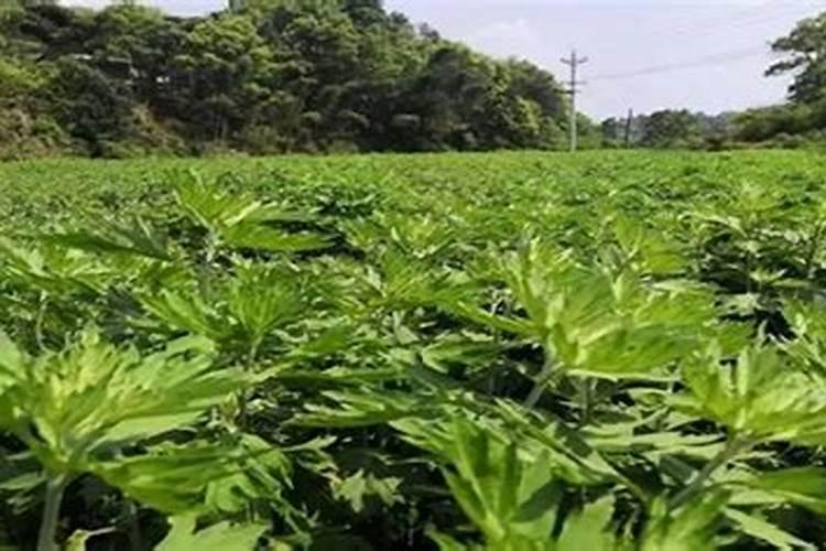 艾草上什么肥料？