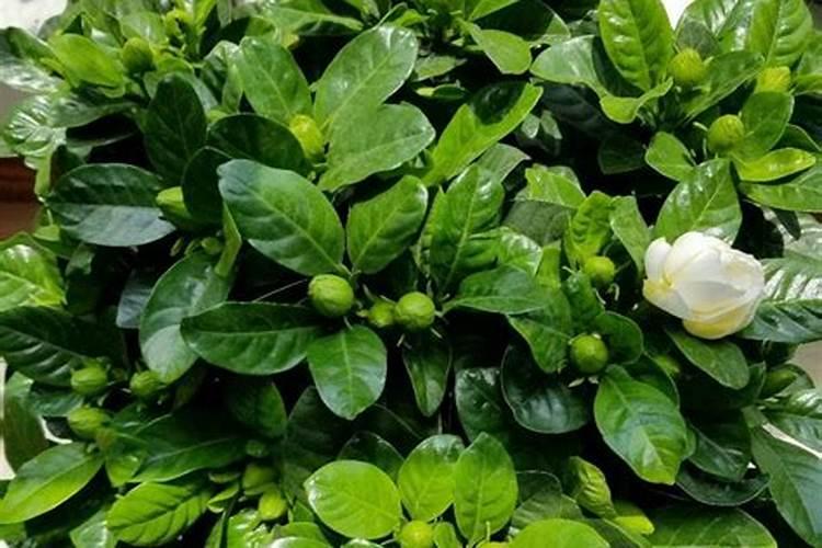 莲子田里有很多杂草,有什么什么好的除草剂没有？