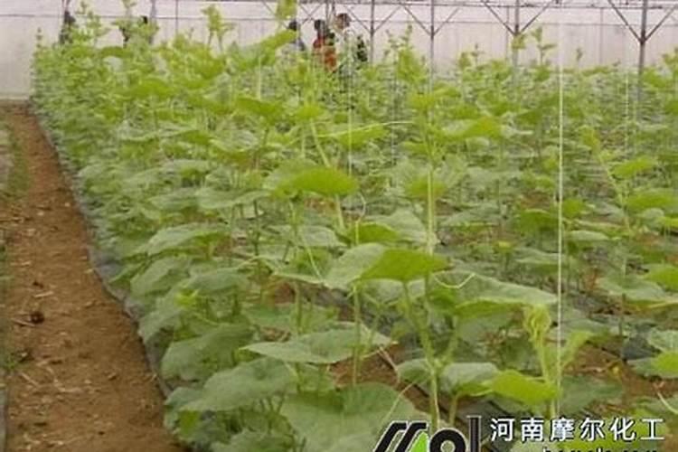 除了苹果和桃子,罗布泊钾肥还适用于哪些作物？